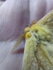 Adetomeris microphthalma