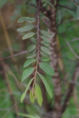 Annonaceae
