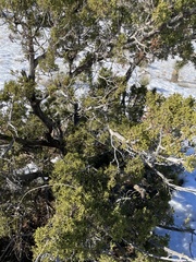 Juniperus monosperma