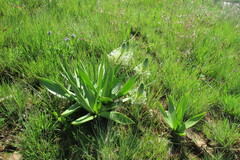 Schizocarphus nervosus