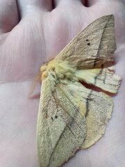 Adetomeris microphthalma