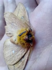 Adetomeris microphthalma