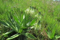 Schizocarphus nervosus