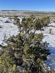 Juniperus monosperma