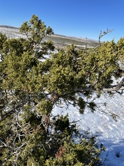 Juniperus monosperma