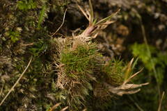 Dichanthelium koolauense