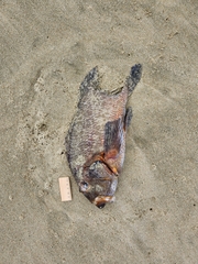 Chirodactylus spectabilis