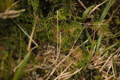 Dichanthelium koolauense