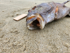 Chirodactylus spectabilis