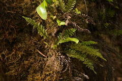 Adenophorus tamariscinus