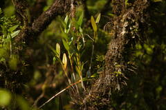 Dendrobium rhombeum