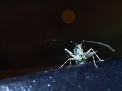 Phytocoris tiliae