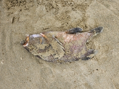 Chirodactylus spectabilis