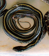 Thamnophis sirtalis annectens