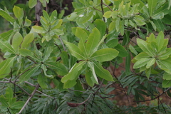 Terminalia brachystemma