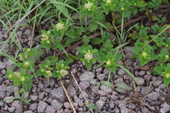 Acanthospermum australe