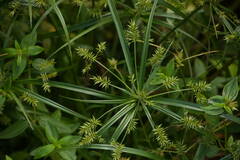 Cyperus meyenianus