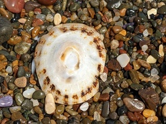 Scutellastra peronii