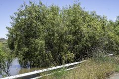 Eremophila bignoniiflora