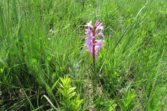Watsonia pulchra