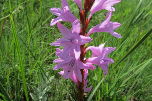 Image of Watsonia pulchra by (c) James Deacon, some rights reserved (CC BY-SA)