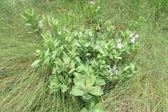 Chascanum