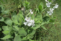 Chascanum
