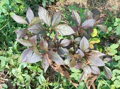 Alternanthera brasiliana