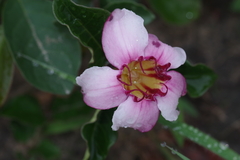 Raphionacme welwitschii