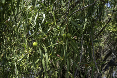 Eremophila bignoniiflora