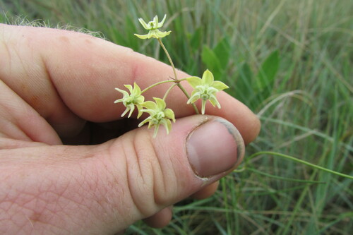 Image of Asclepias aurea by (c) James Deacon, some rights reserved (CC BY-SA)