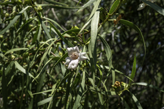 Eremophila bignoniiflora