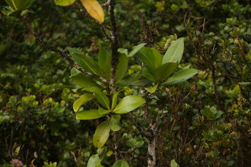 Myrsine pukooensis observed 2022-11-25