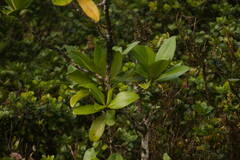 Myrsine pukooensis
