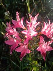 Alstroemeria ligtu ligtu