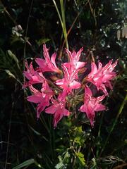 Alstroemeria ligtu ligtu