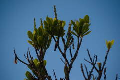 Korthalsella complanata