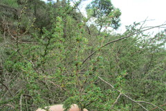 Cliffortia nitidula