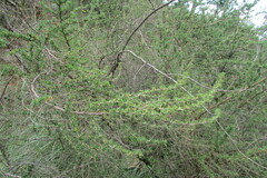 Cliffortia nitidula