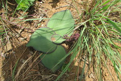 Ledebouria ovatifolia ovatifolia