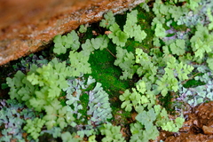 Anomobryum apiculatum