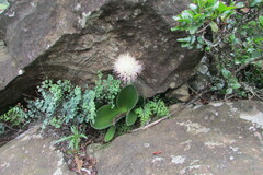 Haemanthus humilis hirsutus