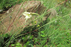 Gladiolus longicollis