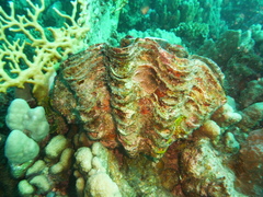 Tridacna squamosa