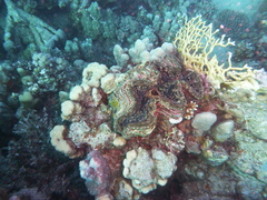 Tridacna squamosa