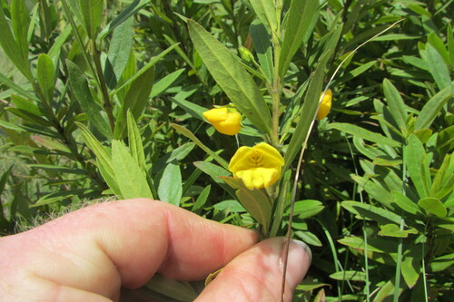 Image of Bowkeria citrina by (c) James Deacon, some rights reserved (CC BY-SA)