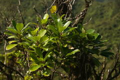 Ilex anomala