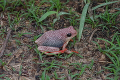 Hyperolius parallelus
