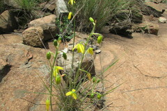 Albuca shawii