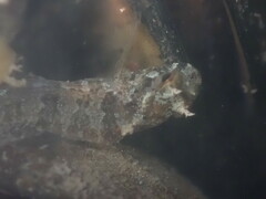 Hypsoblennius gilberti